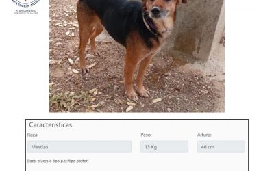 ¡Bienvenidos a San Miguel Pets!